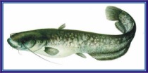 harcsa