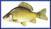 karasz