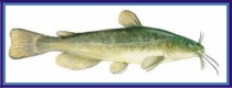 törpeharcsa